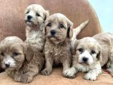 Orijinal maltipoo yavrularımız