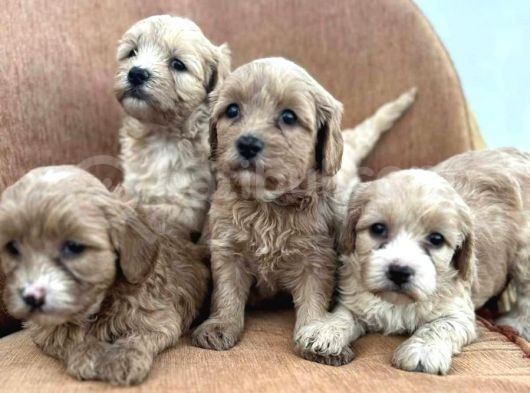 Orijinal Maltipoo Yavrularımız