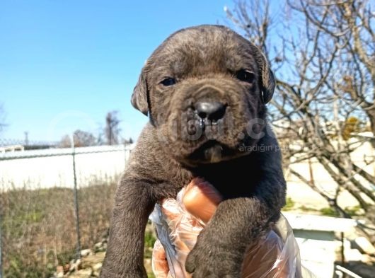 Cane Corsa Yavrularımız Bursa Türkiye Tüm İller Ve Avrupaya  Gönderim Mevcuttur görsel