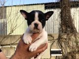 French Buldog Yavrularım Sağlık Ve Irk Garantilidir