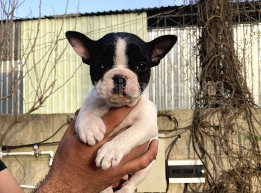 French Buldog Yavrularım Sağlık Ve Irk Garantilidir görsel
