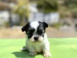 micro teacup maltipoo oğlumuz