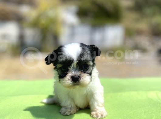 Micro Teacup Maltipoo Oğlumuz