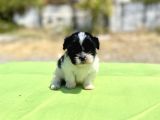 teacup maltipoo kızımız