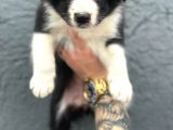 Border Collie Yavru
