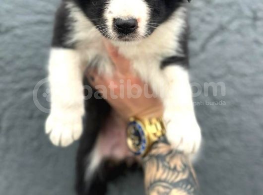 Border Collie Yavru görsel