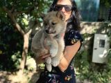 Akita Inu Yavrularım Sağlık Ve Irk Garamtilidir