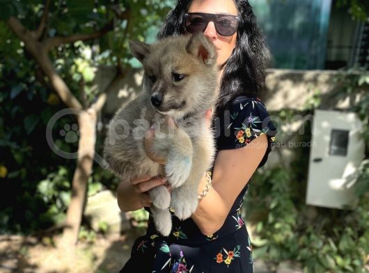 Akita Inu Yavrularım Sağlık Ve Irk Garamtilidir görsel