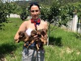 Doberman Yavrularım Kızıl Ve Siyah Irk Ve Sağlık Gara