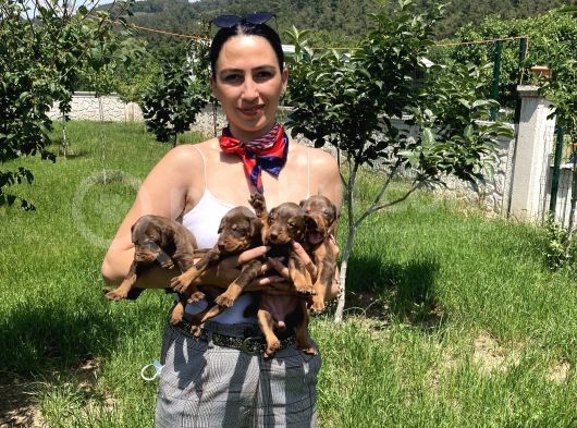 Doberman Yavrularım Kızıl Ve Siyah Irk Ve Sağlık Gara görsel