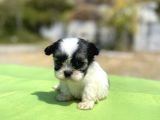 Micro Teacup Maltipoo Oğlumuz