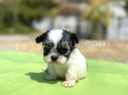 Micro Teacup Maltipoo Oğlumuz görsel