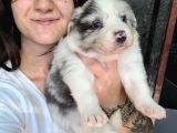 Border Collie Yavru
