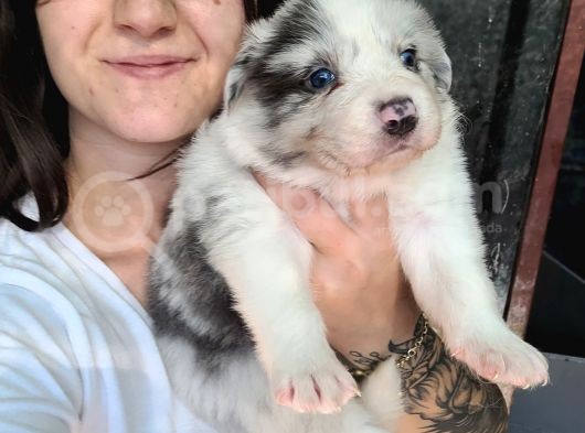 Border Collie Yavru