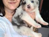 Border Collie Yavru