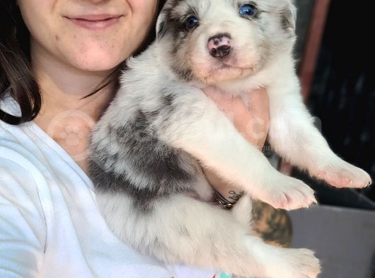 Border Collie Yavru görsel