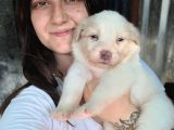 Border Collie Yavru