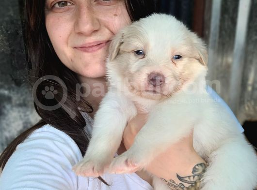 Border Collie Yavru görsel