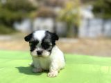 Micro Teacup Maltipoo Oğlumuz