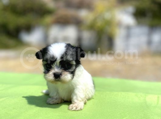 Micro Teacup Maltipoo Oğlumuz görsel