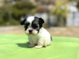 Micro Teacup Maltipoo Oğlumuz
