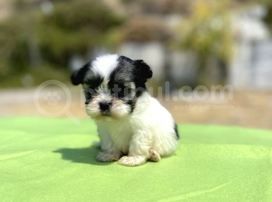 Micro Teacup Maltipoo Oğlumuz görsel