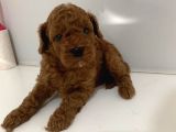 ANNE BABA SECERELİ 45 GÜNLÜK TOY POODLE SON ERKEK YAVRU