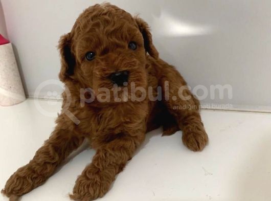 Anne Baba Secereli̇ 45 Günlük Toy Poodle Son Erkek Yavru