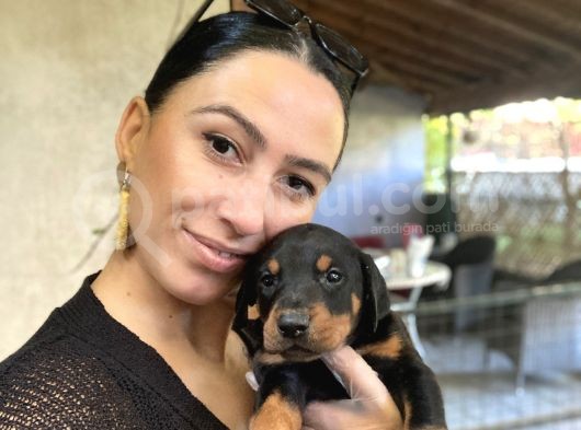 Doberman Yavrularım Kızıl Ve Siyah Irk Ve Sağlık Gara görsel