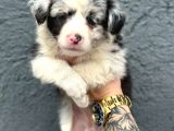 Border Collie Yavru