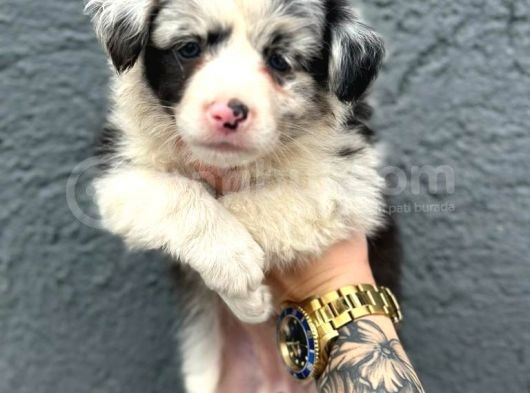 Border Collie Yavru görsel