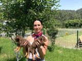 Doberman Yavrularım Kızıl Ve Siyah Irk Ve Sağlık Gara