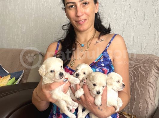 Maltipoo Yavrularım Sağlık Ve Irk Garantilidir