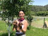 Doberman Yavrularım Kızıl Ve Siyah Irk Ve Sağlık Gara