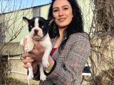 French Buldog Yavrularım Sağlık Ve Irk Garantilidir