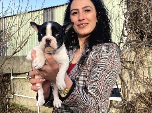 French Buldog Yavrularım Sağlık Ve Irk Garantilidir görsel