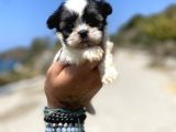 Micro Teacup Maltipoo Oğlumuz