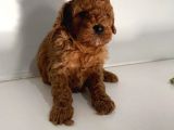 Anne Baba Secereli̇ 45 Günlük Toy Poodle Son Erkek Yavru