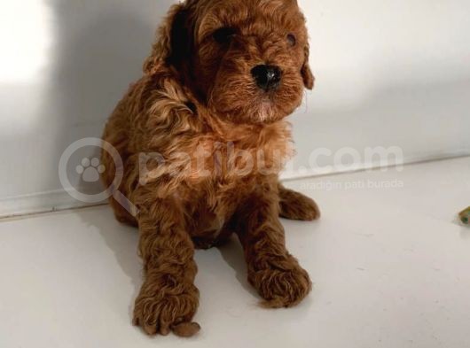 Anne Baba Secereli̇ 45 Günlük Toy Poodle Son Erkek Yavru görsel