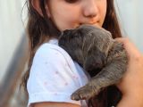 Cane Corso Yavru