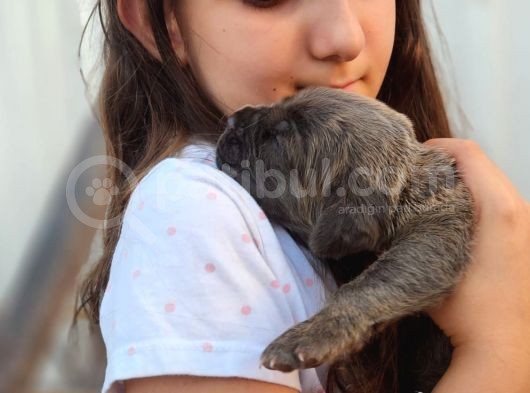 Cane Corso Yavru görsel