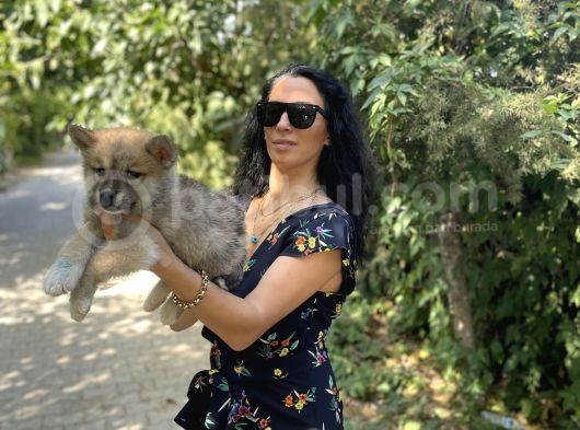 Akita Inu Yavrularım Sağlık Ve Irk Garamtilidir görsel