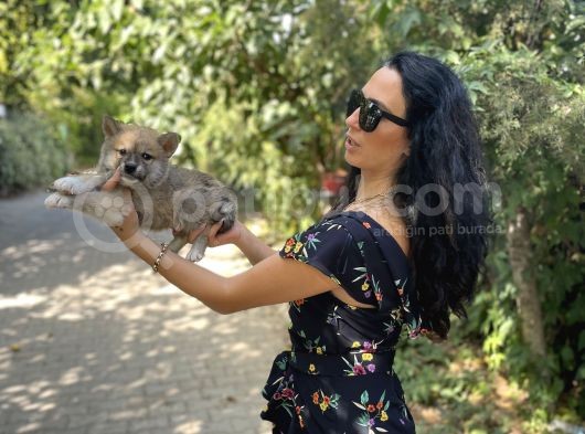 Akita Inu Yavrularım Sağlık Ve Irk Garamtilidir görsel