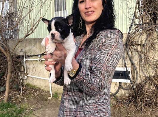 French Buldog Yavrularım Sağlık Ve Irk Garantilidir görsel