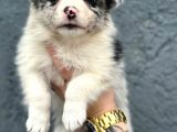 Border Collie Yavru