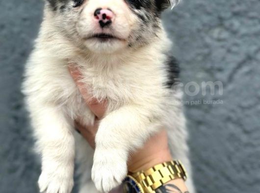Border Collie Yavru görsel