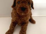Anne Baba Secereli̇ 45 Günlük Toy Poodle Son Erkek Yavru