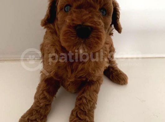 Anne Baba Secereli̇ 45 Günlük Toy Poodle Son Erkek Yavru görsel