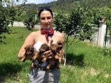 Doberman yavrularım kızıl ve siyah ırk ve sağlık gara