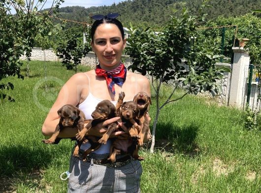 Doberman Yavrularım Kızıl Ve Siyah Irk Ve Sağlık Gara